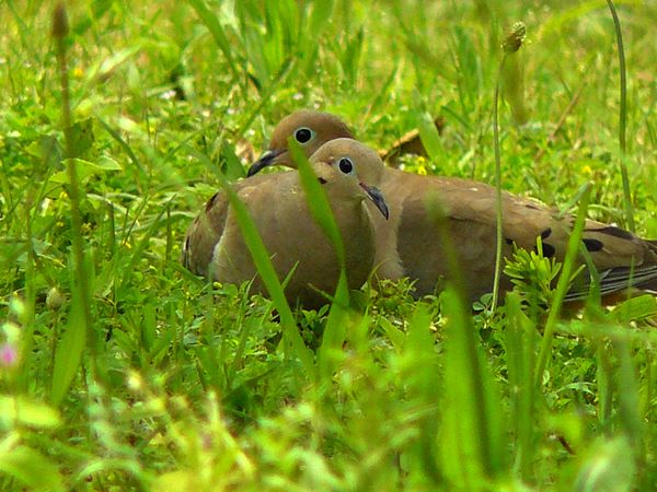 Mourning Doves...