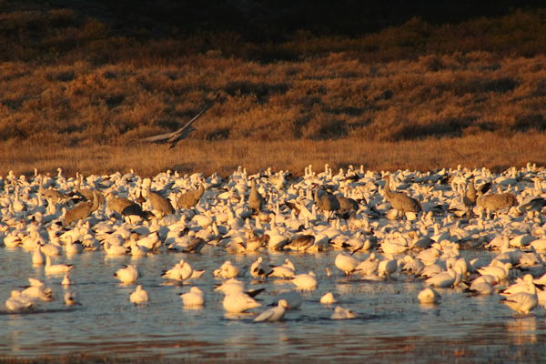 Snow geese and Sandhill cranes at sunrise...