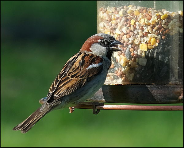 2. House Sparrow....