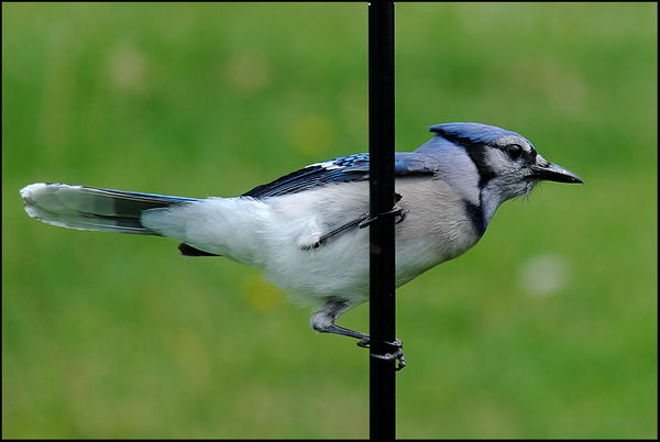 5. Checking out the feeder....