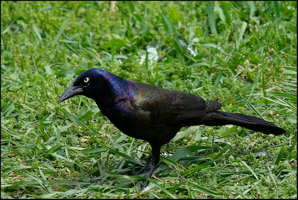6. Common Grackle. Love the iridescent blue and pu...