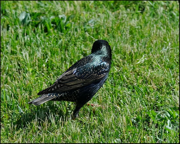 10. One of the many pesky Starlings that come arou...