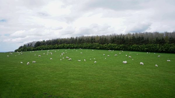 A large field full of sheep...