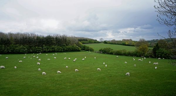 and another field full of sheep....