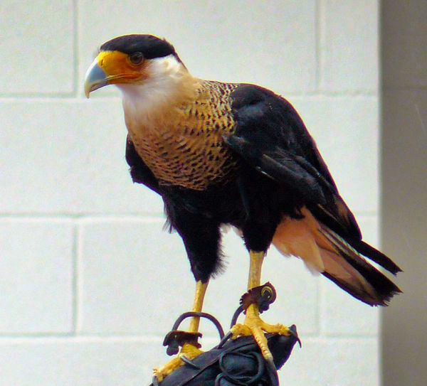 Orange Breasted Falcon...