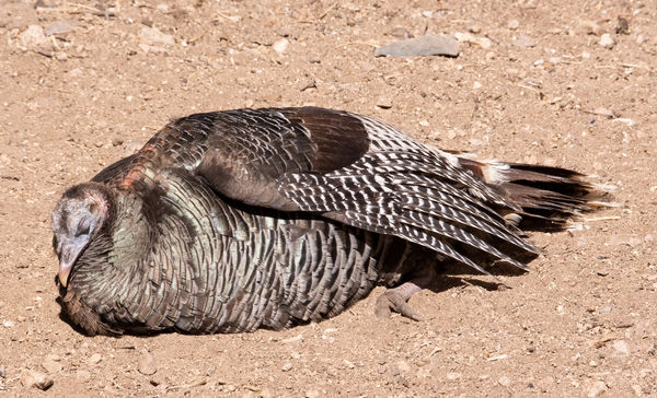 Weak Turkey Some flowers, bees and a TT: From around the area. TT from Madera Canyon...