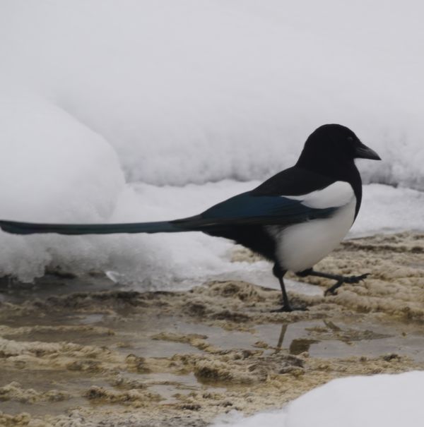 …. Magpie at the Mammoth Hot Springs in Yellowston...