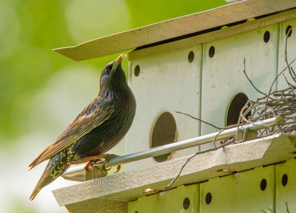 Purple Martin with insect catch....