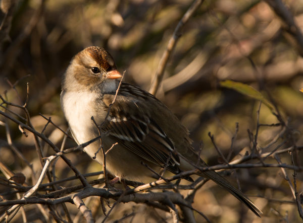 Common Sparrow....