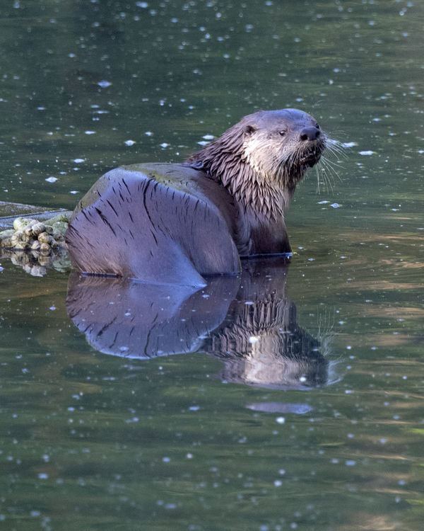 Otter in Pond For an hour and 15 minutes, this otter fished and fished