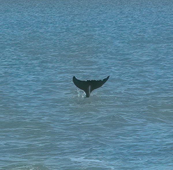 My usual luck getting dolphin photos...