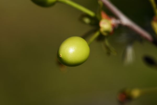 Green cherry...