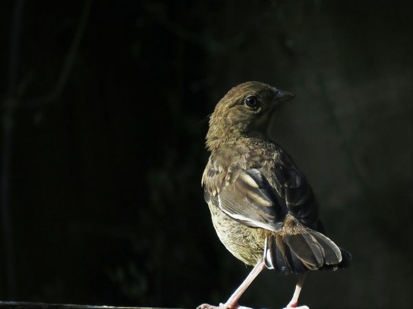 a young towhee on the hunt for breakfast...