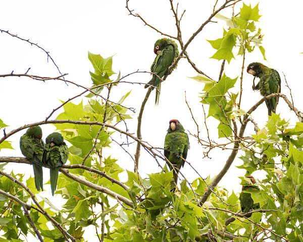Most of the flock of Mitered Parakeets near Chapma...