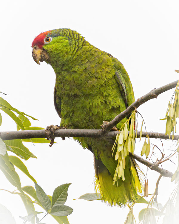 Red-crowned Parrot...one of two parrot species com...