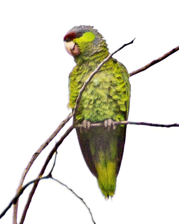Lilac-crowned Parrot...second most common parrot f...