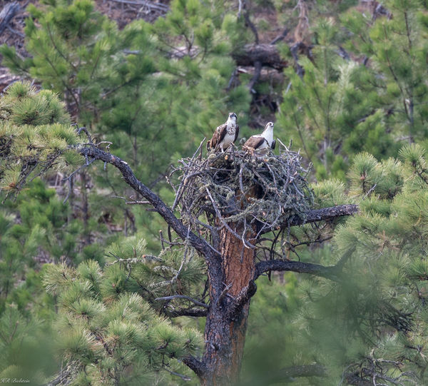Newly discovered Osprey nest...