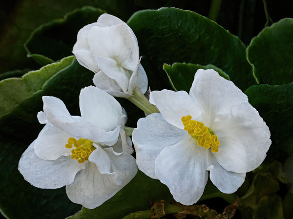 I did a version of this Begonia with Topaz and pos...