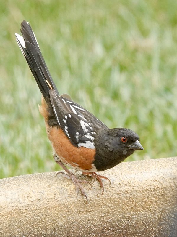 Spotted towhee on my fountain, trying to figure ou...