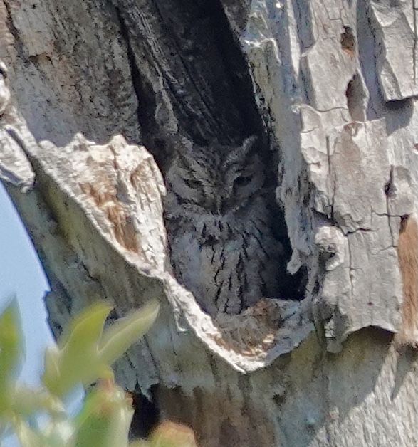 Western screech owl in cavity, young hiding behind...