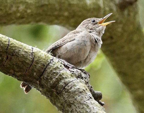 House wren warning others away from nest...