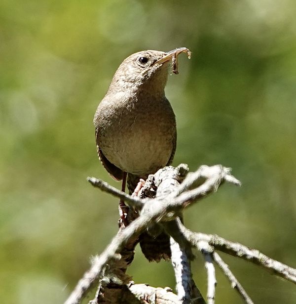 House wren with food. The bird took it to a presum...