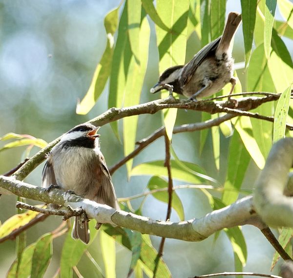 Parent chestnut backed chickadee feeding young fle...
