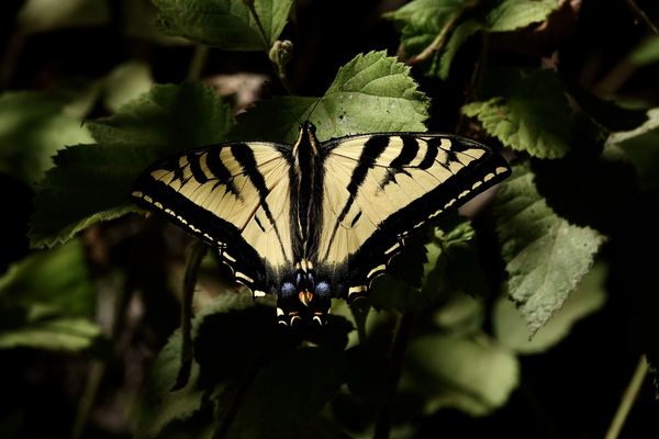 Western tiger swallowtail...