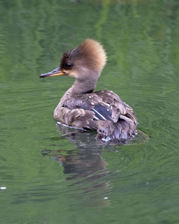 Hooded Merganser Hanging around the Wood Duck nest box. They have been