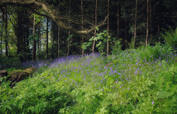 Bluebells in the wood...