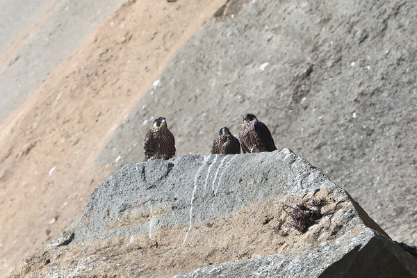 3 young peregrine falcons waiting for breakfast...