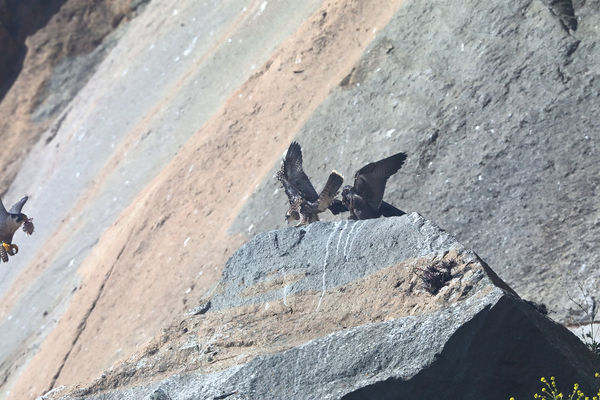 Mom brings home the bacon. The young Peregrine's r...