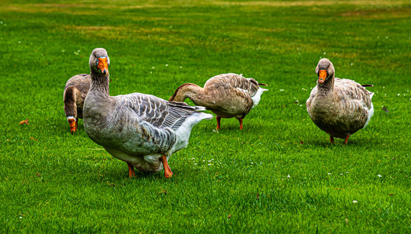 5 - A group of bi-pedal local residents: Ducks in ...