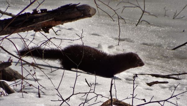 Large male mink going ice fishing (he was very suc...