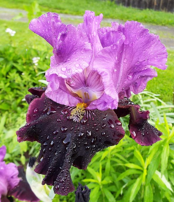 Iris in my yard after a rain....
