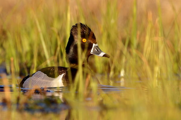 ring-necked duck...