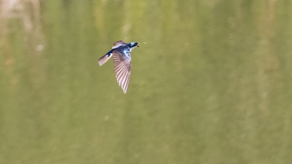 Tree swallow snacking...