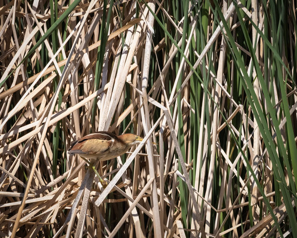 Least Bittern stalking the reeds...