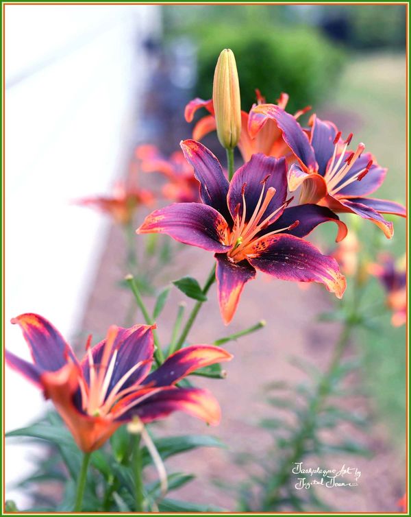 Unusual Tiger Lily Color: Had steaks on the grill at our son's place today.  He has some very nice Tiger Lilies, and noticed this particular one.  Haven't seen this color combo before.