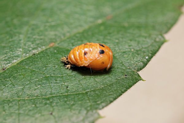 lady beetle pupa...