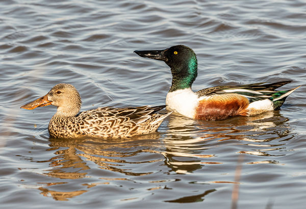 Male and Female Northern Shovelers...