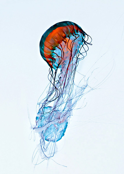 California Jellyfish @ Coney Island Aquarium...