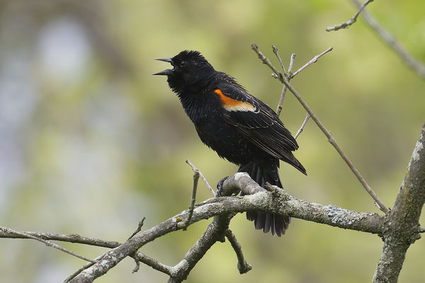 Noisy Red-winged Blackbird...