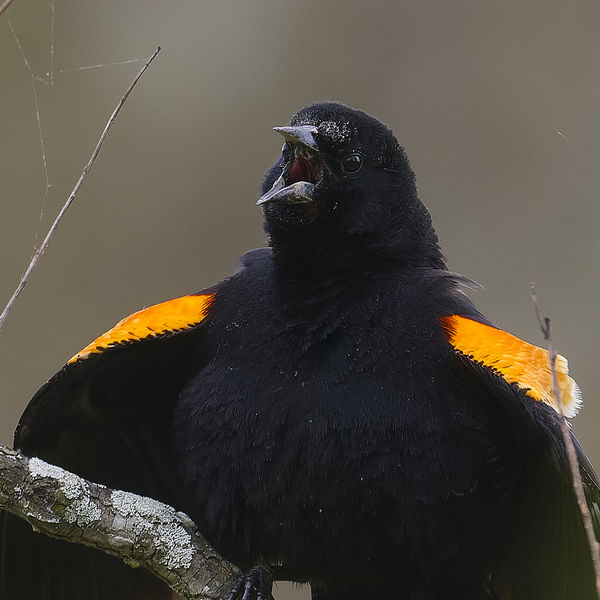 Another Noisy Red-winged Blackbird...
