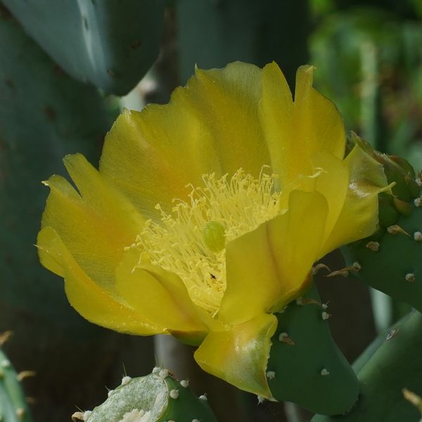 little left over yellow from my very own “prickles...