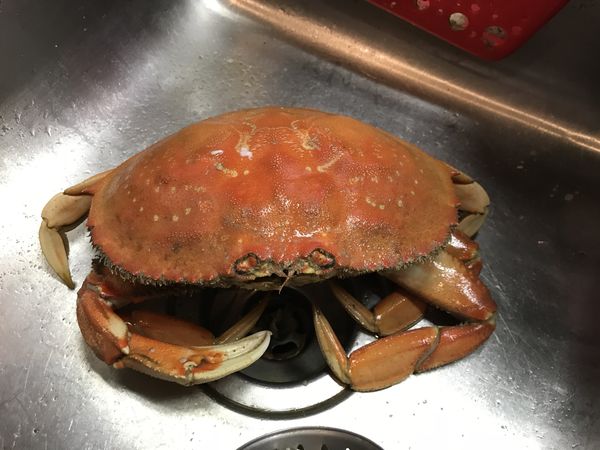 THis Dungeness Crab I made in Rockaway Bch, Tillam...