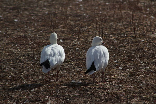 snow geese...