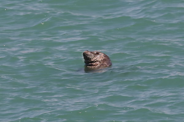 Harbor Seal in Morro Bay...