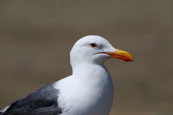 The regal seagull. This one is completely uncroppe...