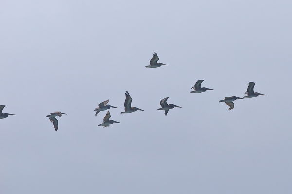 Flock of Pelicans in the fog...